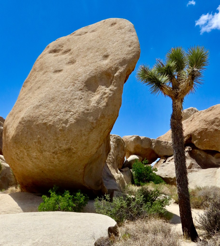 Weird Trees and Gorgeous Rocks… Joshua Tree National Park | Wandering ...
