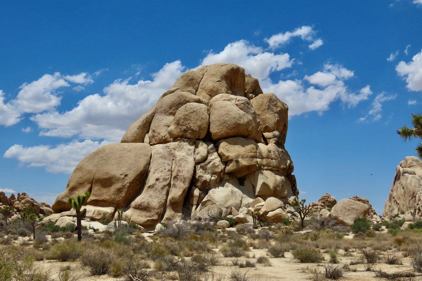 Weird Trees and Gorgeous Rocks… Joshua Tree National Park | Wandering ...