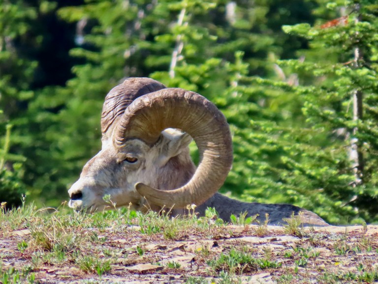 14 different animals with hooves | Wandering through Time and Place