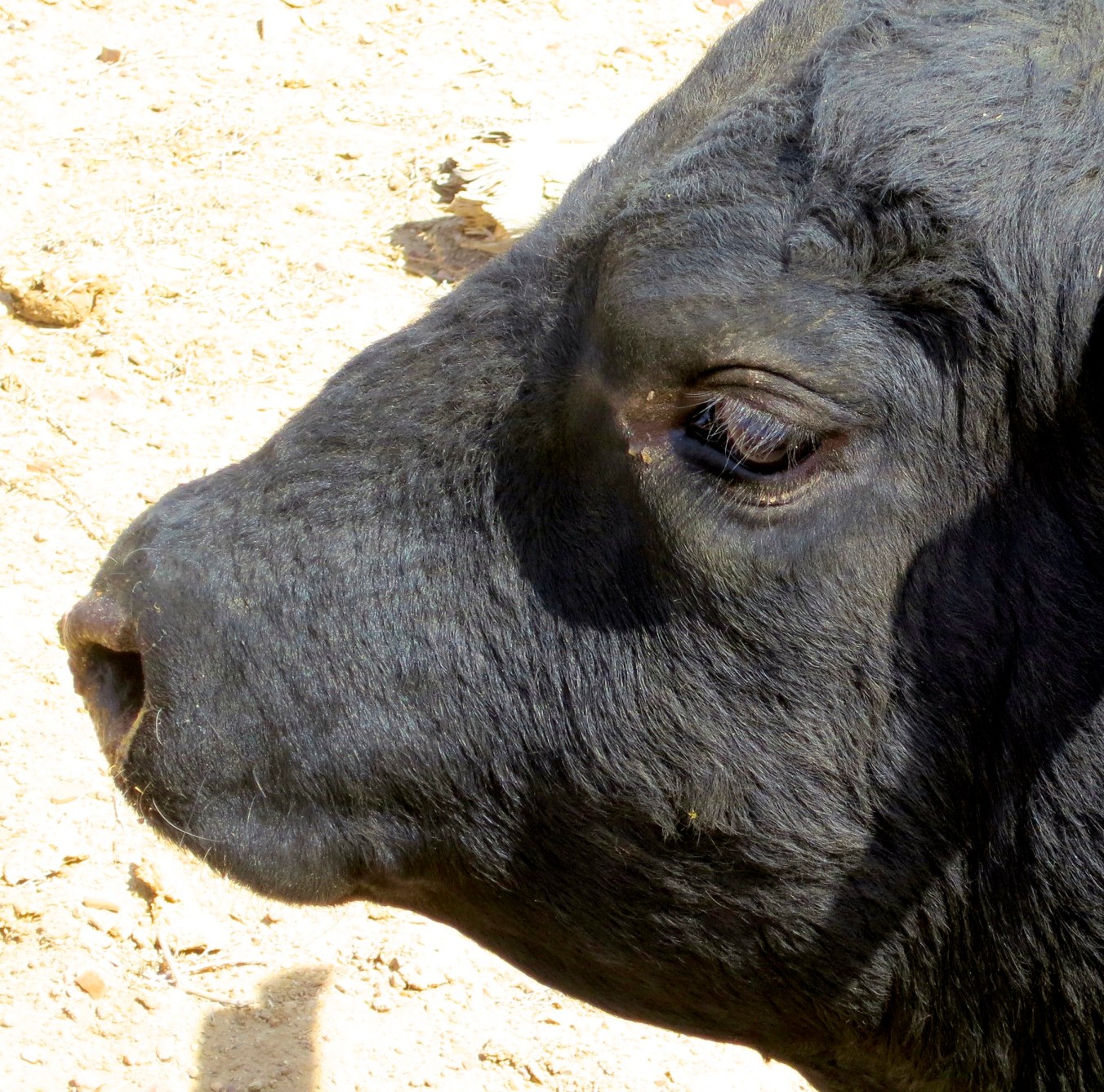 14 different animals with hooves | Wandering through Time and Place