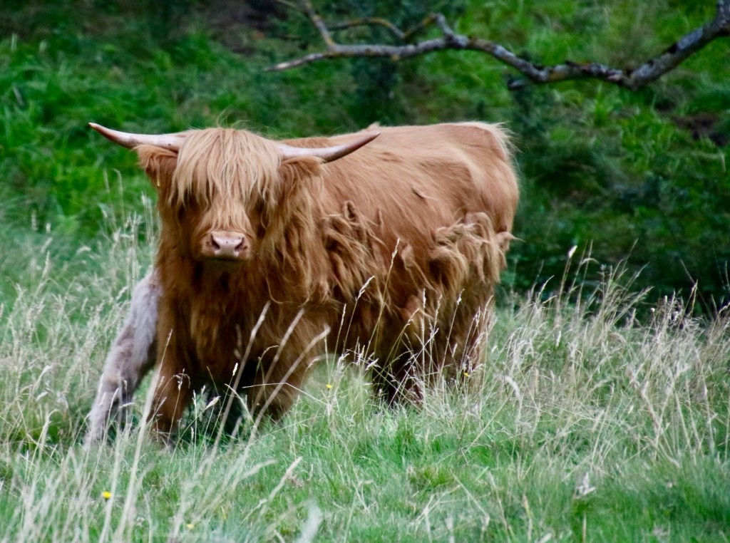 14 different animals with hooves | Wandering through Time and Place